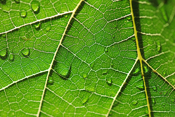 HOJA AL TRASLUZ CON GOTAS DE AGUA, FRESCO, HÚMEDO. BIOLOGÍA