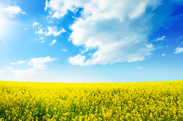 field rapeseed in bloom