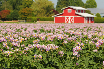 Potato Field with Blossoms