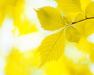 Fototapeta premium autumn
