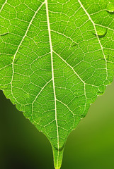 Obraz premium HOJA, DIÁFANO, SIMPLE, MOJADA. VERTICAL