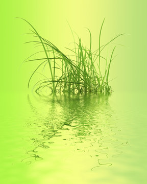 brins d'herbe