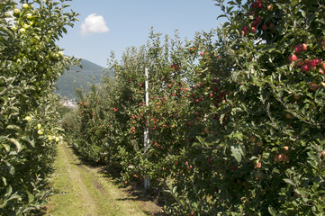 Fototapeta na wymiar the red delicious apple from trentino