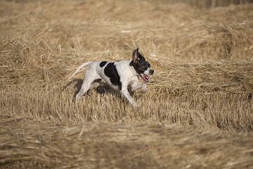 side view of pointer