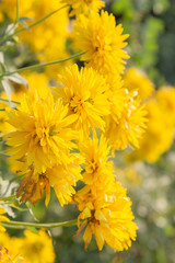 Bright yellow flowers