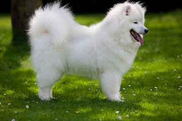 Samoyed dog