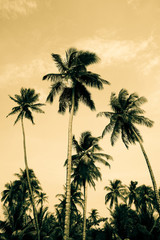 Fototapeta na wymiar Tropikalne palmy