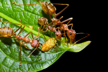 Red ants and aphid