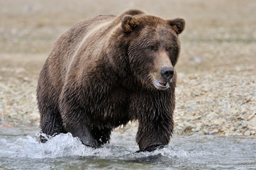 Obraz na płótnie Canvas Grizzly Bear w rzece łowienie łososia.