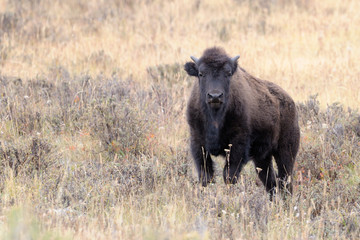 Buffalo at Yellowstone