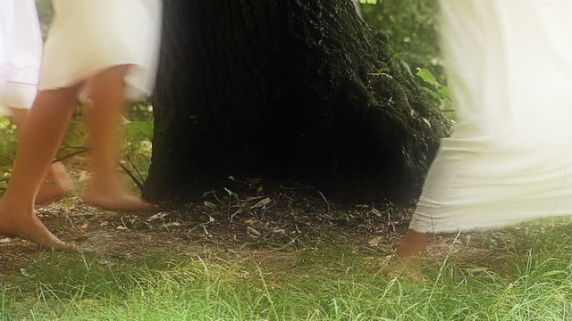 Fairies of the Forest