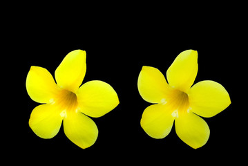 yellow flower isolated on black background