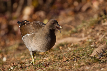 Teichhuhn Jungvogel