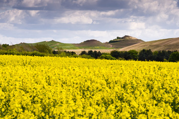 Northumberlandia over rapeseed field
