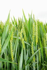 bl&uuml;hender Weizen