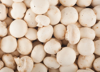 Background of fresh whole mushrooms