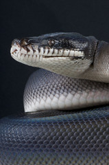 White-lipped python / Leiopython hoserae