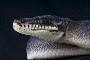 White-lipped python / Leiopython hoserae