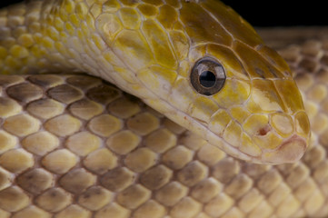 Fototapeta premium Yellow rat snake / Elaphe obsolete quadrivittata