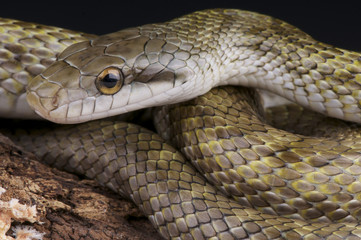 Japanese Rat snake / Elaphe climacophora