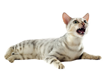 miaulement de chat bengal