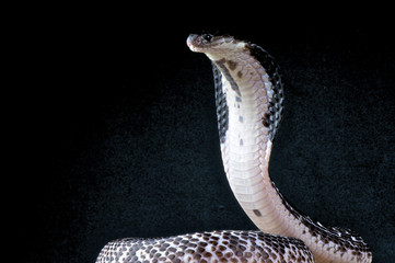 Spitting cobra / Naja sputatrix