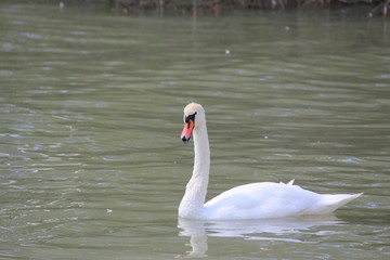 swan