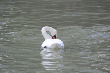 Naklejka premium swan