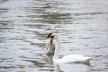 swan