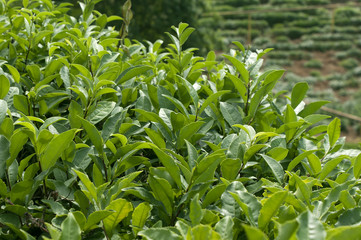 Green tea