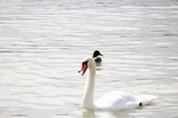 swan