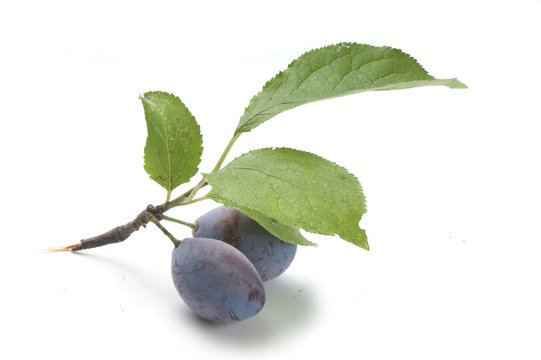 Branch of plum