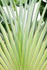 texture of leaf bases a Traveller's palm