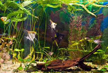 fish angelfish in a tropical fish tank with many plants