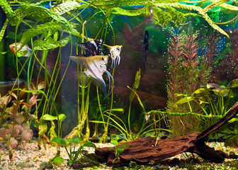 fish angelfish in a tropical fish tank with many plants
