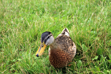 Stockente (Weibchen)