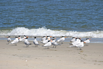 Royal Terns