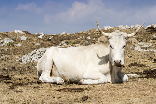 mucca al pascolo