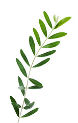 olive branch