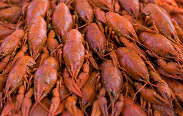 crayfish
