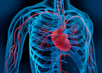 Herz-Kreislauf 3 - obrazy, fototapety, plakaty