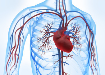 Herz-Kreislauf vor weiss 3 - obrazy, fototapety, plakaty