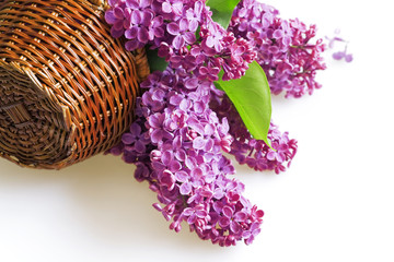 purple flowers of a lilac in basket on a white background