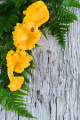 Naklejka premium Chanterelle mushrooms and fern