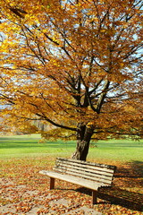 autumn in the urban park