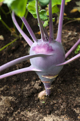 blue kohlrabi growing in garden