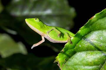 perinet chameleon, andasibe