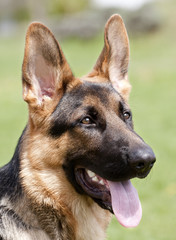 german shepherd