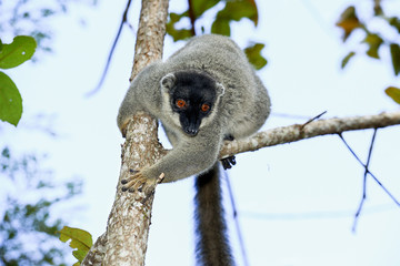 common brown lemur, andasibe