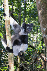 indri, andasibe